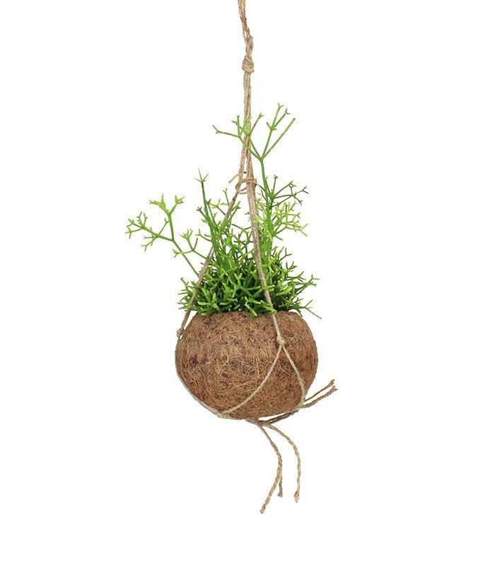 Rhipsalis cassutha fibra in cocco