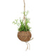 Rhipsalis cassutha fibra in cocco