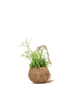 Rhipsalis cassutha fibra in cocco