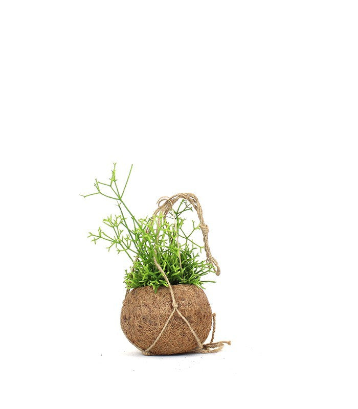 Rhipsalis cassutha fibra in cocco