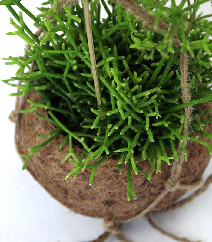 Rhipsalis cassutha fibra in cocco