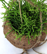 Rhipsalis cassutha fibra in cocco