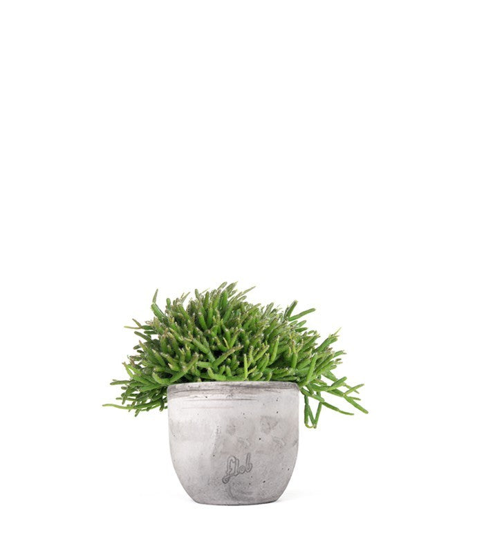 Rhipsalis heteroclada