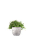 Rhipsalis heteroclada