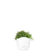Rhipsalis heteroclada