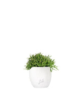 Rhipsalis heteroclada