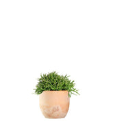 Rhipsalis heteroclada