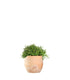 Rhipsalis heteroclada
