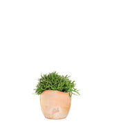 Rhipsalis heteroclada