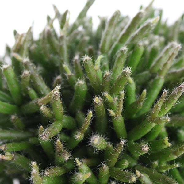 Rhipsalis heteroclada