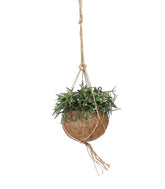 Rhipsalis pilocarpa in fibra di cocco