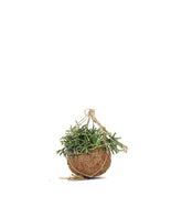 Rhipsalis pilocarpa in fibra di cocco