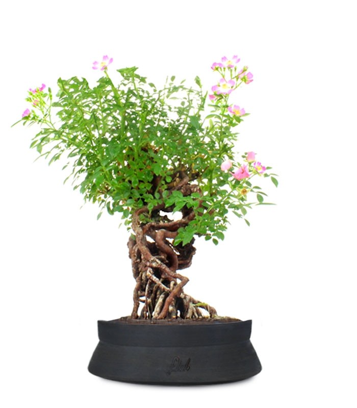 Rosa Canina