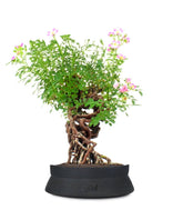Rosa Canina