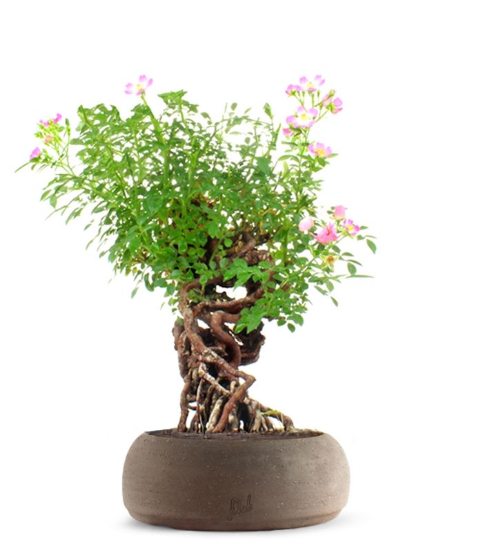 Rosa Canina