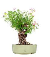 Rosa Canina