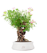 Rosa Canina
