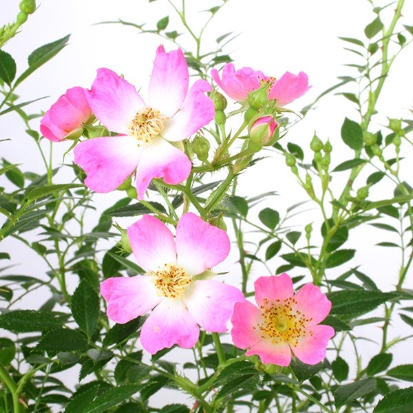 Rosa Canina