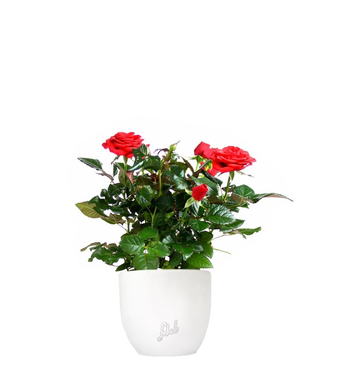 Rosa rossa