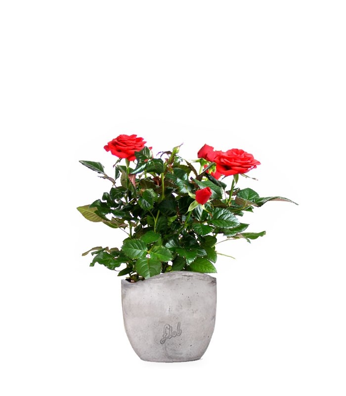 Rosa rossa