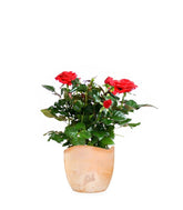 Rosa rossa