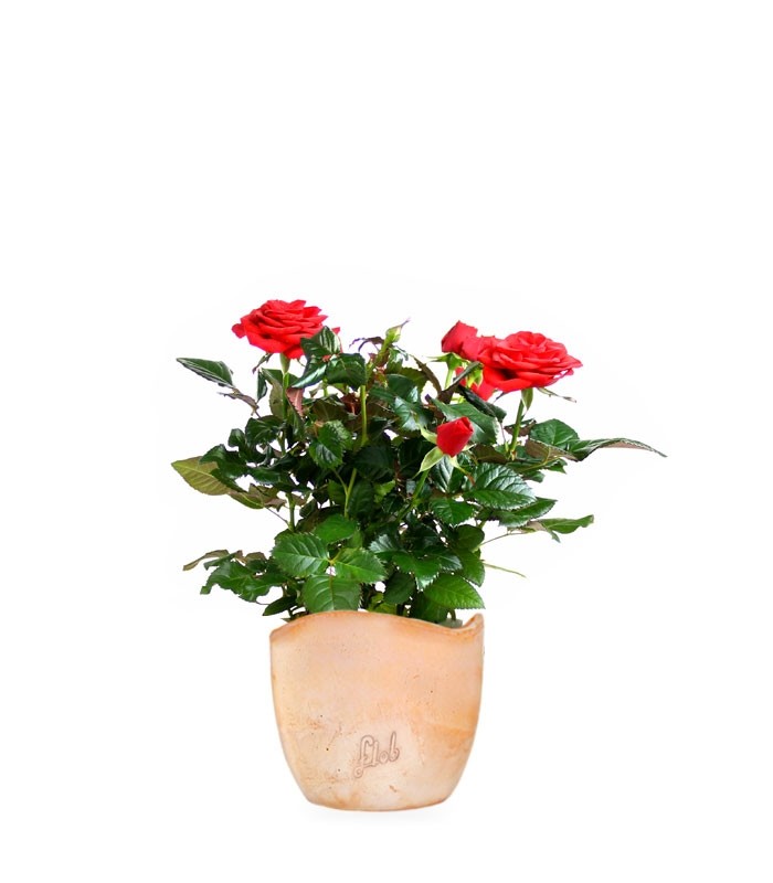 Rosa rossa
