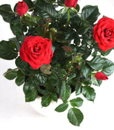 Rosa rossa