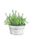 Rosmarino e Salvia