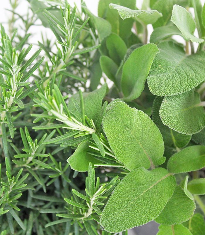 Rosmarino e Salvia