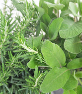Rosmarino e Salvia