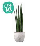 Sansevieria Bacularis Mikado