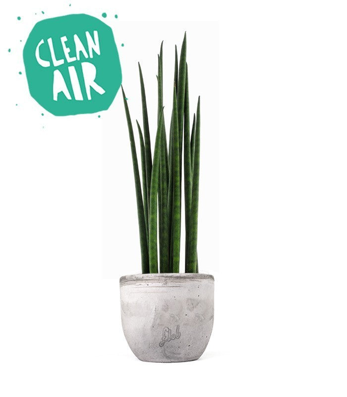 Sansevieria Bacularis Mikado