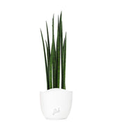 Sansevieria Bacularis Mikado