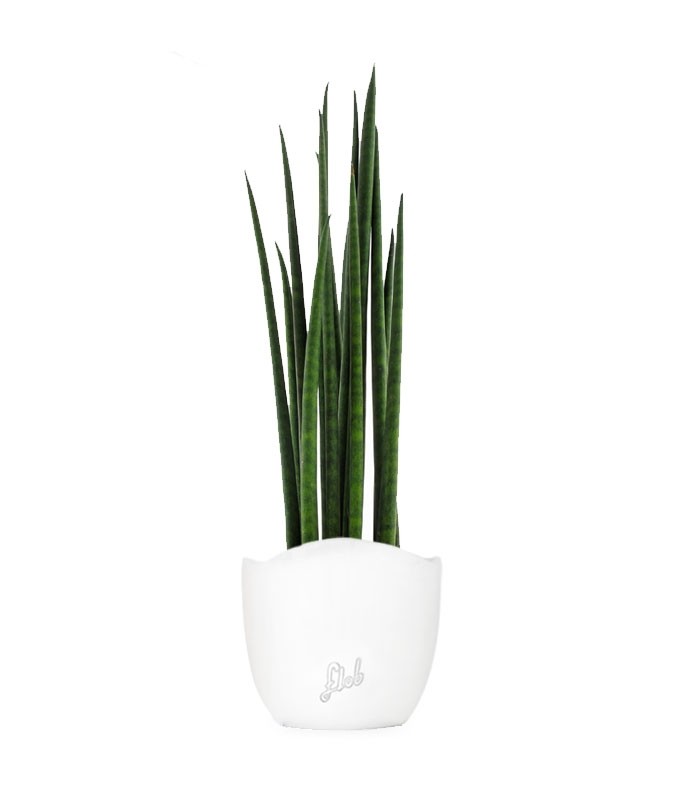 Sansevieria Bacularis Mikado