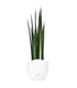 Sansevieria Bacularis Mikado