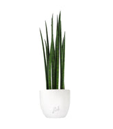 Sansevieria Bacularis Mikado