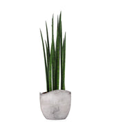 Sansevieria Bacularis Mikado