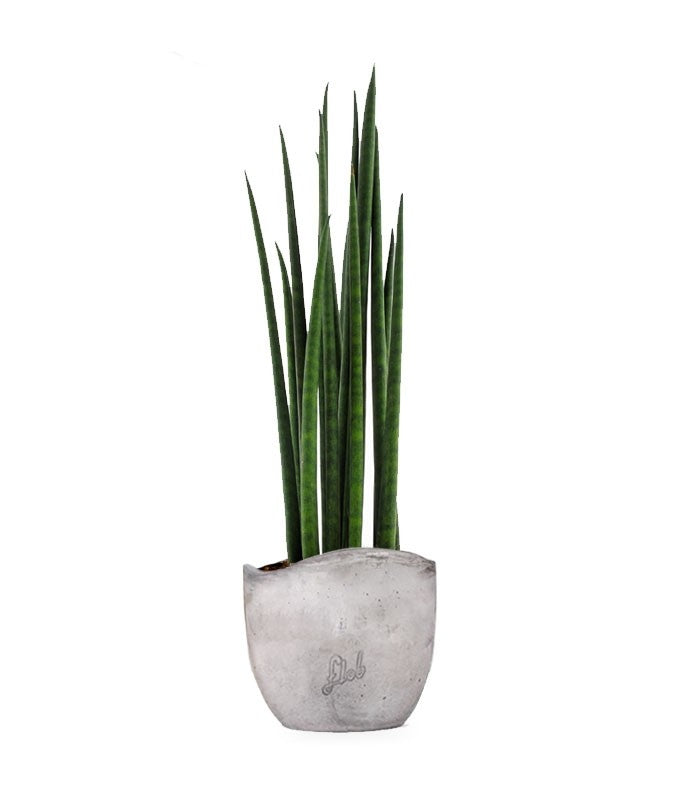 Sansevieria Bacularis Mikado