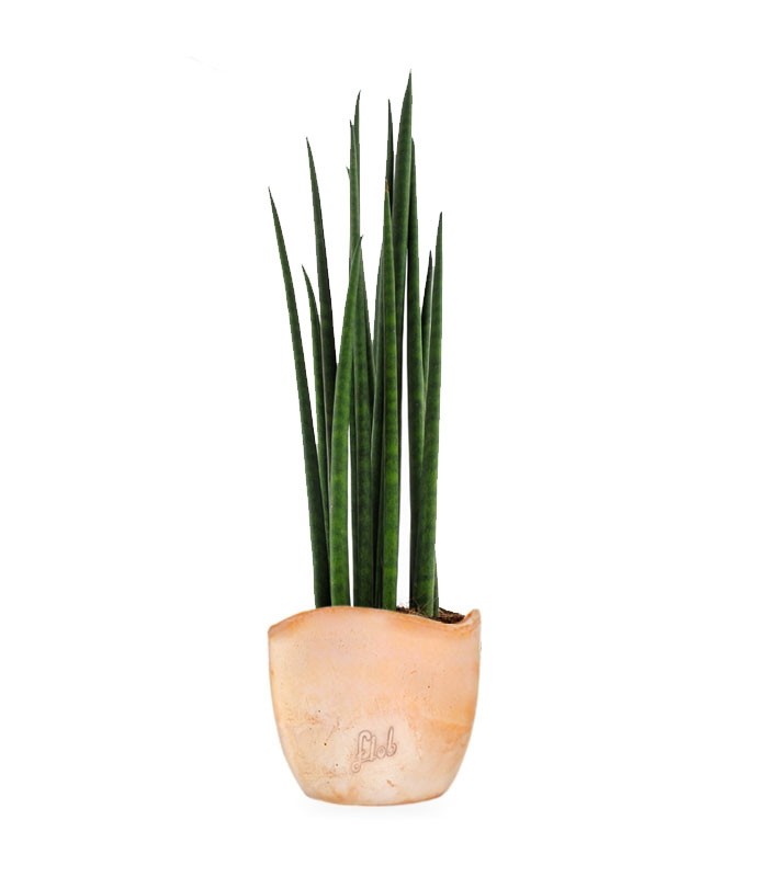 Sansevieria Bacularis Mikado