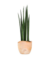 Sansevieria Bacularis Mikado