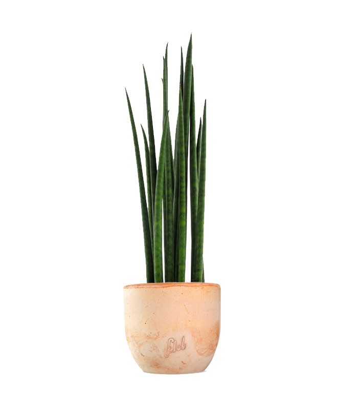 Sansevieria Bacularis Mikado