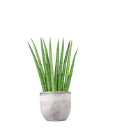 Sansevieria Cylindrica