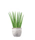 Sansevieria Cylindrica