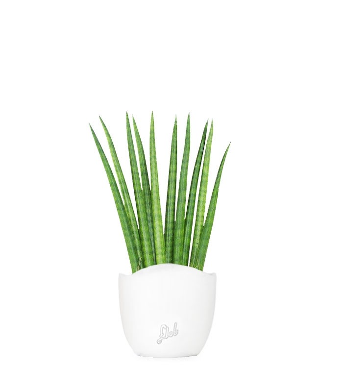 Sansevieria Cylindrica