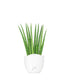 Sansevieria Cylindrica