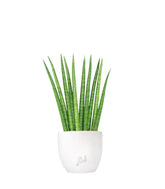 Sansevieria Cylindrica