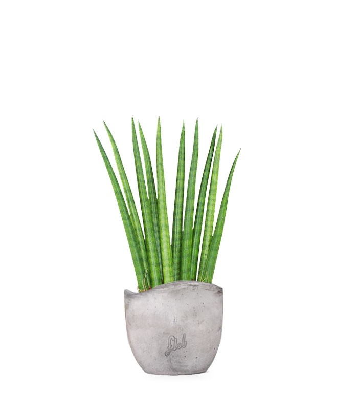 Sansevieria Cylindrica
