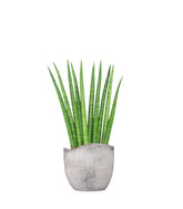 Sansevieria Cylindrica