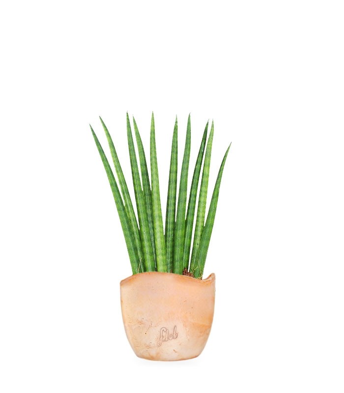 Sansevieria Cylindrica