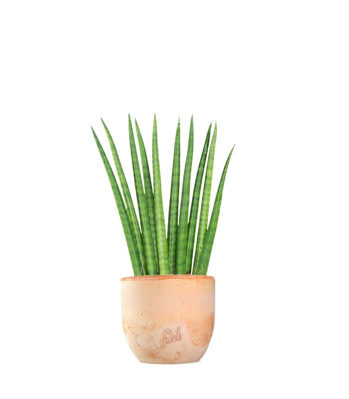 Sansevieria Cylindrica